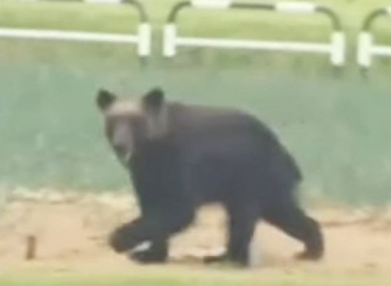 Veliki crni medvjed posjetio olimpijski bejzbol stadion u Fukušimi