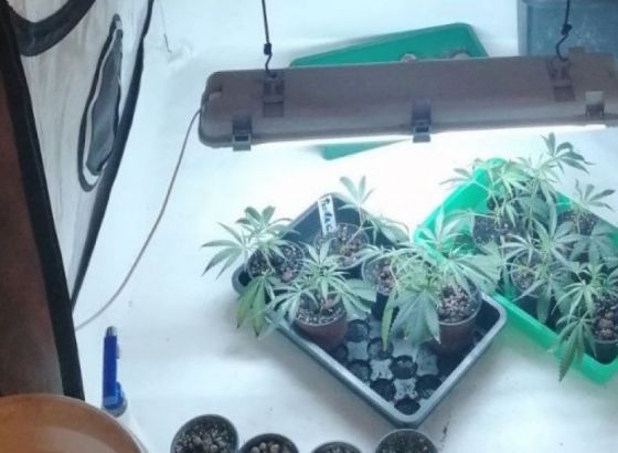 U KS oduzeta laboratorija za uzgoj i proizvodnju opojne droge marihuane