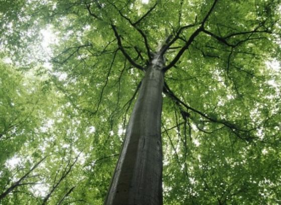 UNESCO proglasio prašumu Јanj kod Šipova prirodnim dobrom od svjetskog značaja