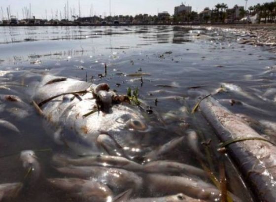 Uklonjeno pet tona mrtve ribe i rakova na obali Mar Menor lagune u Španiji