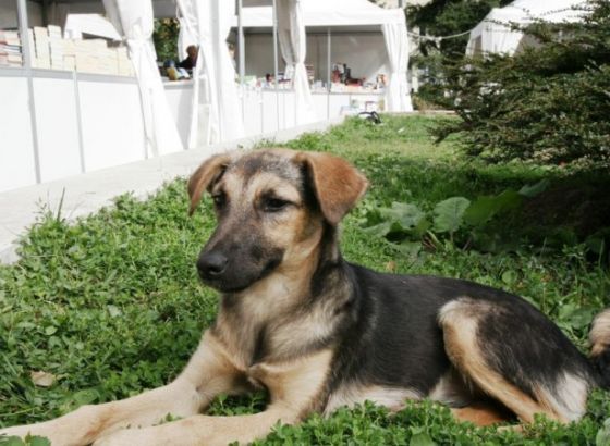 Zagrebački sud odredio maksimalnu kaznu zbog zlostavljanja pasa