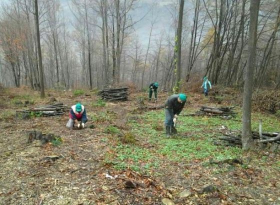 U KS velika jesenja i proljetnja akcija pošumljavanja