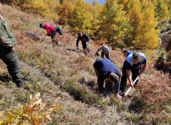 Na Hranjenu posađeno 1.000 sadnica bijelog bora