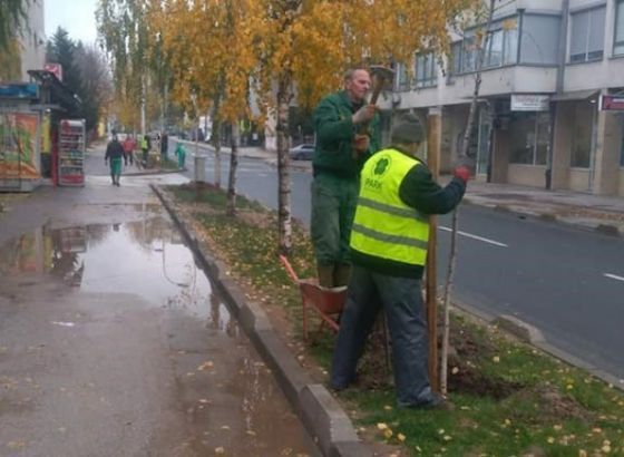 Preduzeće 'Park' - Zasađeno 51 stablo uz saobraćajnicu prema naselju Otoka