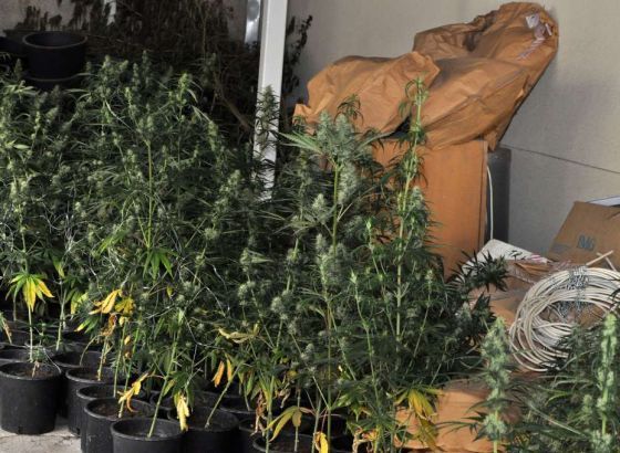 Crna Gora: Zaplijenjeno oko 50 kilograma marihuane