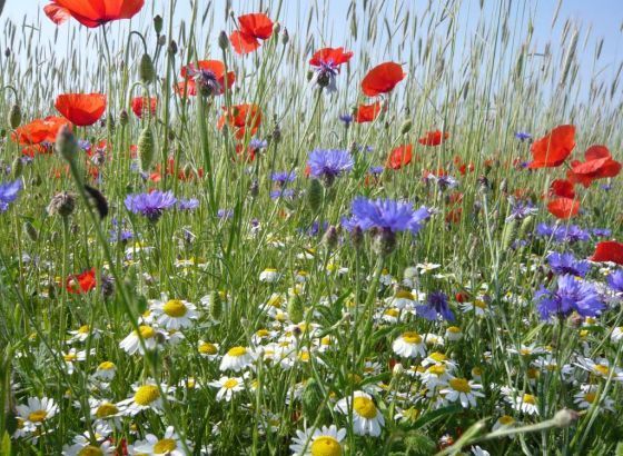 Beč novom strategijom za pesticide želi spasiti biodiverzitet
