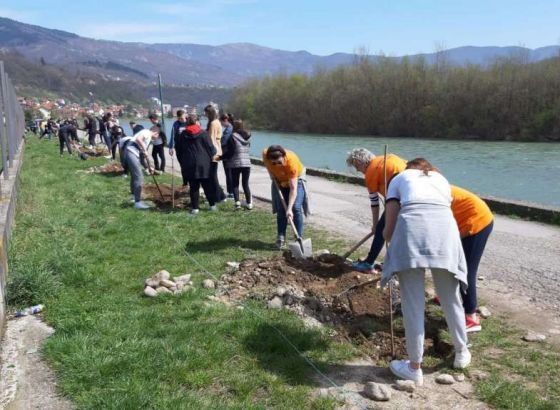 U Goraždu akcija sadnje na šest lokacija, posađeno oko 100 sadnica