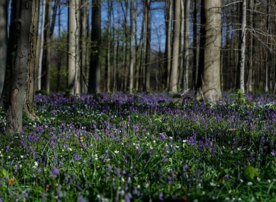 Danas se obilježava Dan planete Zemlje - Ove godine u fokusu klimatske promjene