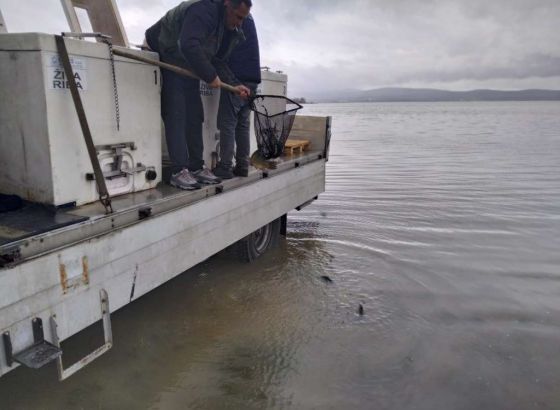 Buško jezero poribljeno s 10 tisuća šaranske mlađi