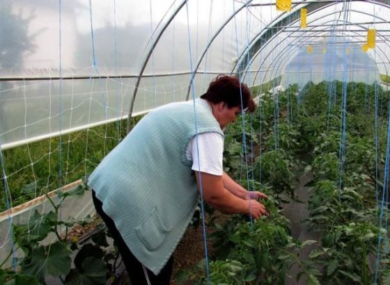 Isporuka prvog kontingenta mineralnog đubriva iz Turske