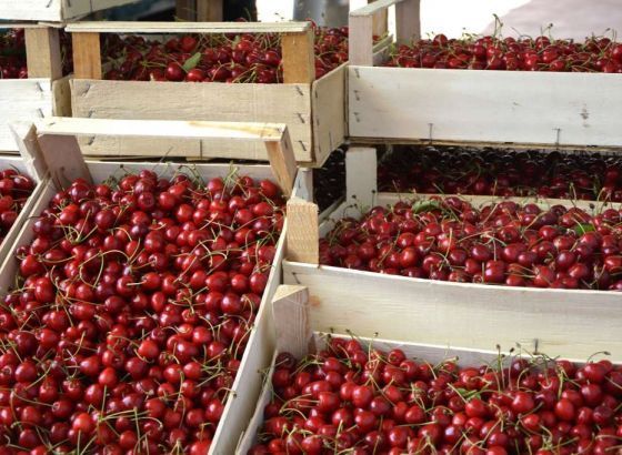 Na Danu mediteranskoga voća promocija 'Hercegovačke trešnje'