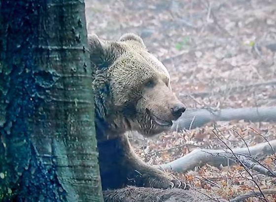 Projekat 'Bear in mind' - Otkriveno dosta zanimljivih podataka o medvjedima i pticama