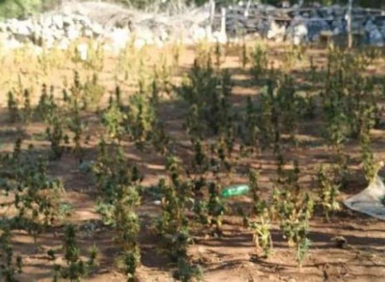 U Ljubuškom pronađeno 918 stabljika marihuane