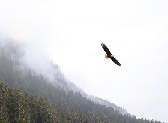 Izumiranje australskih ptica prije 40.000 godina uzrokovano klimatskim promjenama