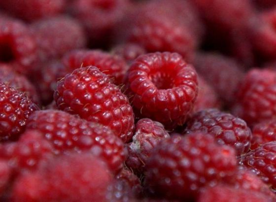 Malinari u USK-u u neizvjesnosti zbog pada otkupne cijene maline