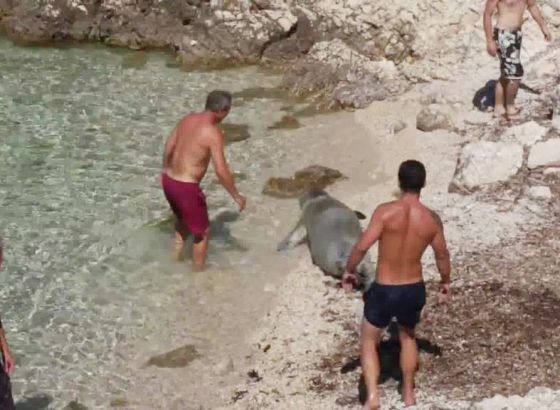 Hrvatska: Sredozemna medvjedica viđena na dubrovačkom kupalištu Danče