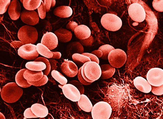 "Laboratorijska krv" mogla bi unijeti revoluciju u liječenju osoba s krvnim poremećajima