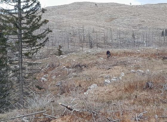 Šume HNŽ-a planiraju pošumiti Kedžaru sa 600. 000 sadnica