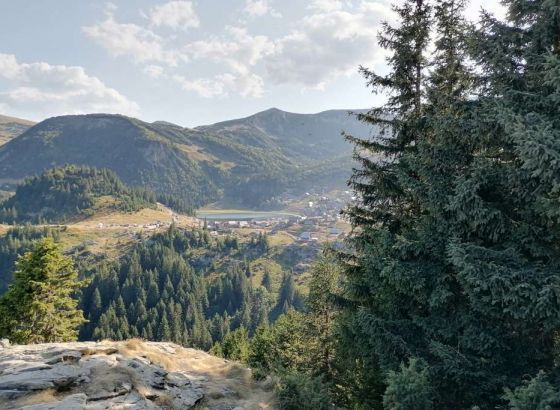 Stanje šuma u FBiH: Za deset godina realizacija pošumljavanja oko 60 posto, sječe šuma 95 posto