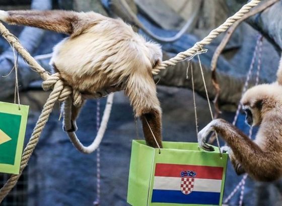 Gibon Kent u zagrebačkom ZOO-u prognozira pobjedu Hrvatske protiv Brazila