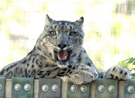U ZOO vrtu na Paliću: Leopard usmrtio ženku a zmija majmuna