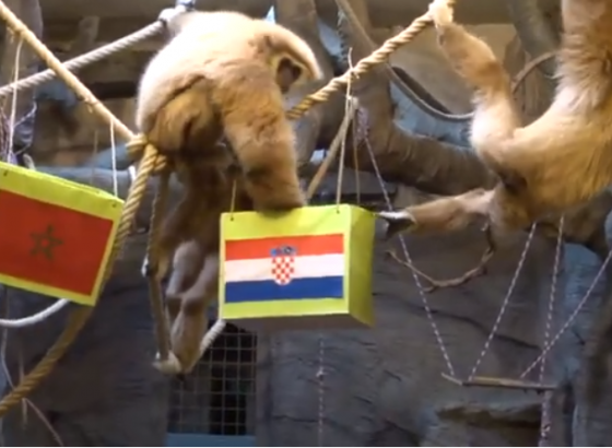 Gibon Kent predviđa: Hrvatska pobjeđuje  u utakmici protiv Maroka!