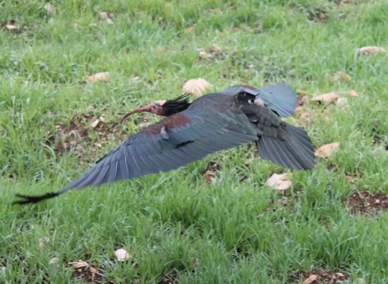 Nakon više od 200 godina ćelavi ibis viđen u dolini Neretve