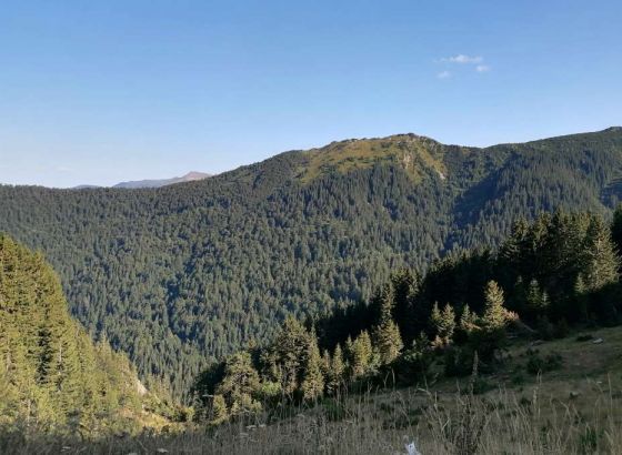 U FBiH u januaru smanjenje proizvodnje i prodaje šumskih sortimenata