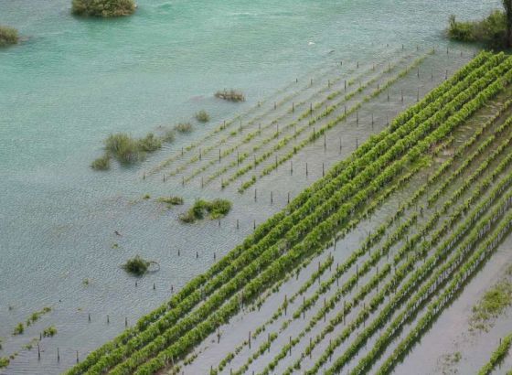 Hrvatska: Poplavljena polja vrgoračkih jagoda, obustavljena berba na nekoliko dana