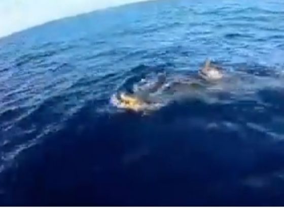 NEVJEROVATAN SNIMAK: Ovo biste očekivali od delfina, ali ne od ajkule (VIDEO)