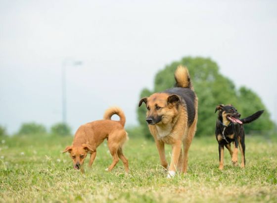 Dogs Trust: Ubistvo nedužnog psa u Fojnici zločin je prema cijeloj zajednici