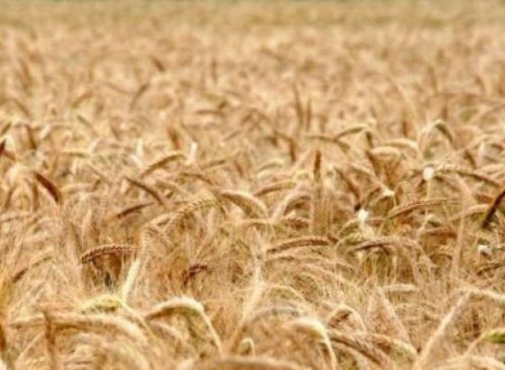 Cijena otkupa pšenice veoma niska na području Brčko distrikta