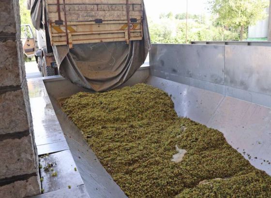 Počela berba grožđa u Hercegovini, vinogradari imali jednu od najlošijih godina (VIDEO)