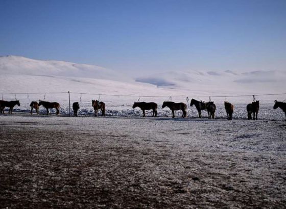 Više od dva miliona životinja umrlo zbog ekstremnih zimskih vremenskih uslova u Mongoliji