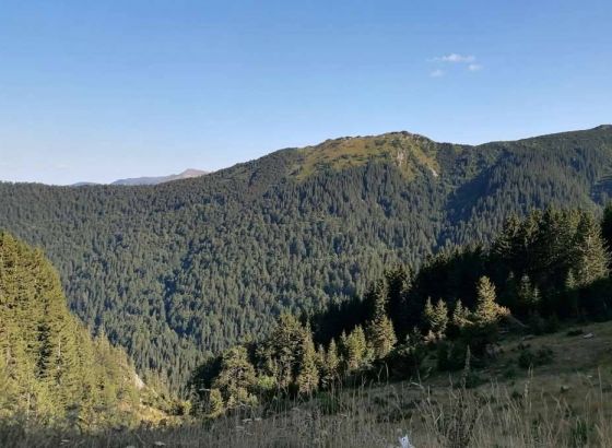 U januaru u FBiH povećana proizvodnja šumskih sortimenata sa skoro 70 posto, povećana i prodaja