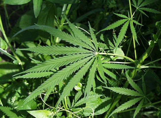 Njemačka legalizirala rekreativno korištenje kanabisa