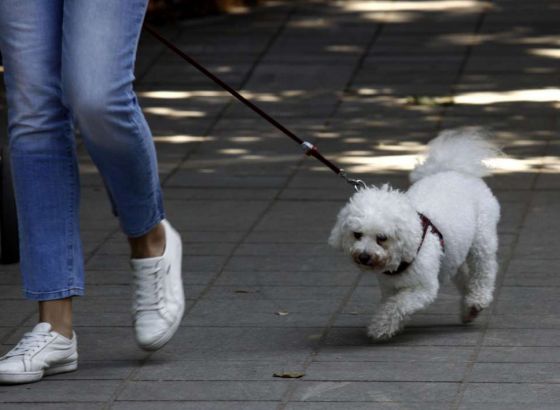 Zagreb domaćin Svjetske izložbe pasa