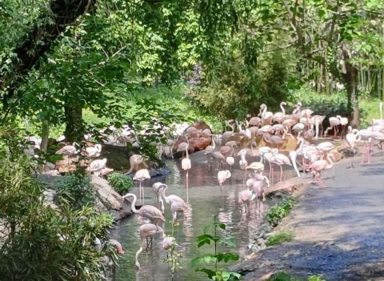 U Mumbaiju zabilježeno uginuće najmanje 39 flamingosa nakon što je na njih naletio avion