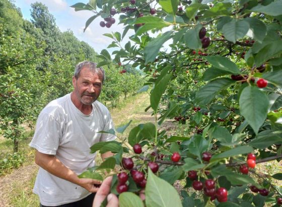 Enes Pandžić iz Gradačca godišnje proda oko šest tona višnje na domaćem tržištu