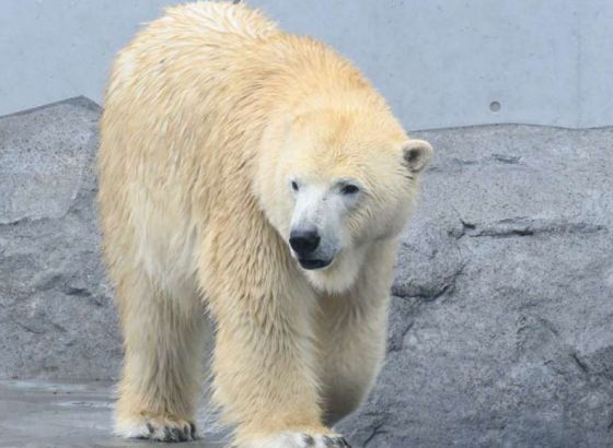 Polarni medvjedi mogli bi nestati iz zaljeva Hudson ako temperature porastu za dva stepena Celzijusa