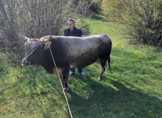 Bik pregazio ženu kod Križevaca, umrla u bolnici