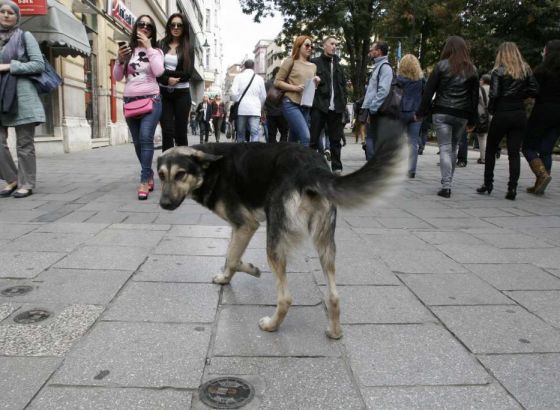 Prekršajna 83-godišnjakinji jer je psa bez brnjice vezala na ulaz policijske postaje