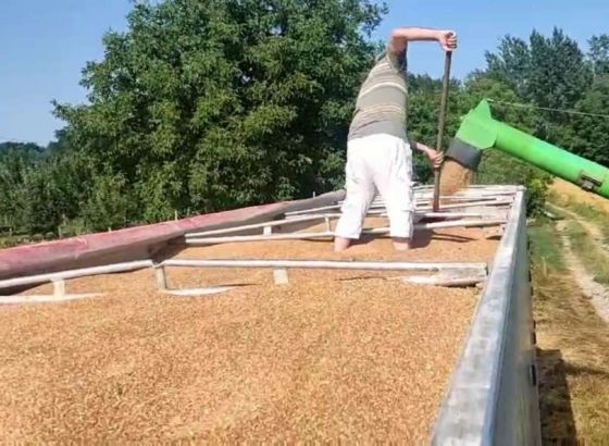 Prinos pšenice na području Brčko distrikta veoma dobar