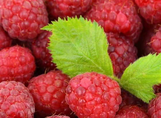 Međunarodni sajam 'Dani maline' 5. i 6. srpnja