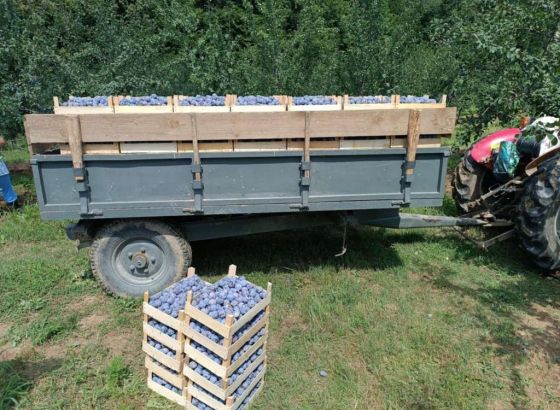 Proizođači šljive na području Brčko distrikta zadovoljni ovogodišnjim rodom