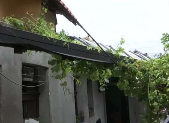 U Varaždinskoj županiji nevrijeme rušilo stabla