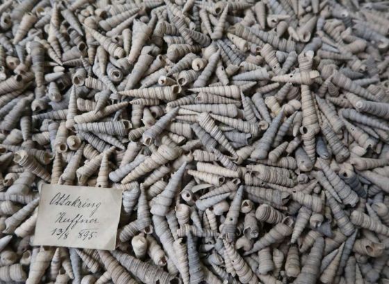 Prirodnjački muzej Beč-Nova otkrića o bogatoj historiji biodiverziteta srednje i jugoistočne Evrope