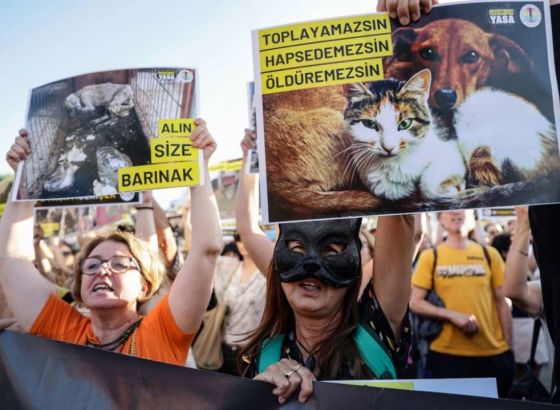 Turska usvojila zakon o uklanjanju pasa lutalica sa ulica, opozicija se protivi