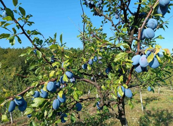 Pripreme za organizaciju 17. sajma 'Dani šljive Prozor – Rama' u završnoj fazi  