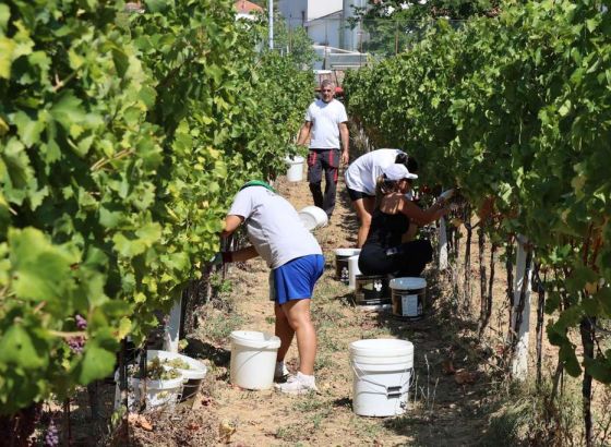 U Hercegovini nikad ranija berba grožđa, a kvaliteta odlična (VIDEO)